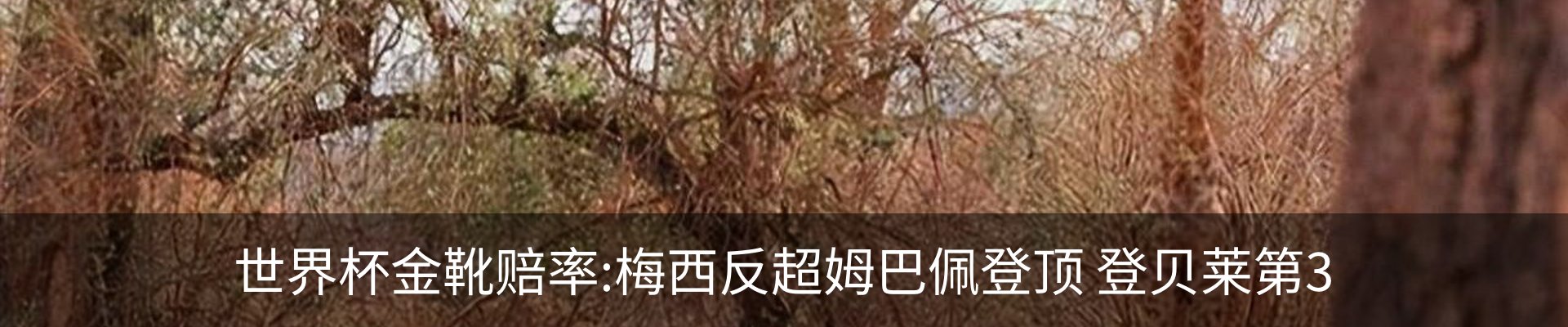 新闻动态